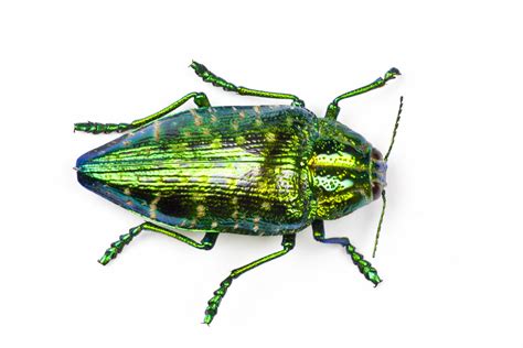 Jewel Beetles Life Cycle Habits And Traits