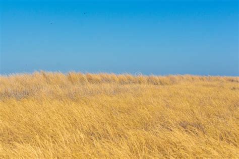 Steppe. Ukraine, Europe. stock photo. Image of green - 104026590