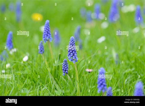 Common Grape Hyacinths Muscari Neglectum On A Meadow Stock Photo Alamy