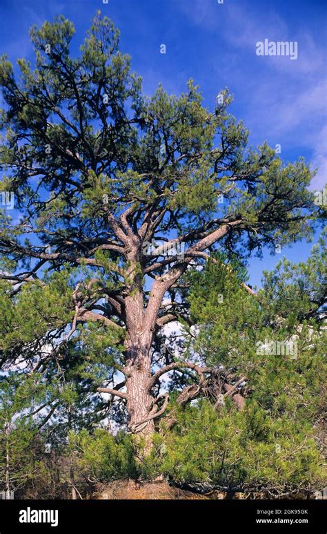 European Black Pine Austrian Pine Black Pine Corsican Pine Pinus