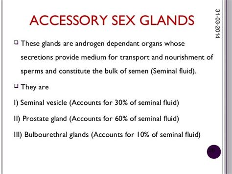 Histology Of Male Reproductive System