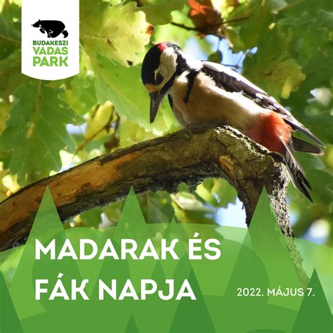 Madarak és Fák Napja Budakeszi Vadaspark Az erdő kapuja