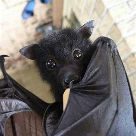 Pin On Inside My Own Little World Bat Animal Cute Baby Animals Cute