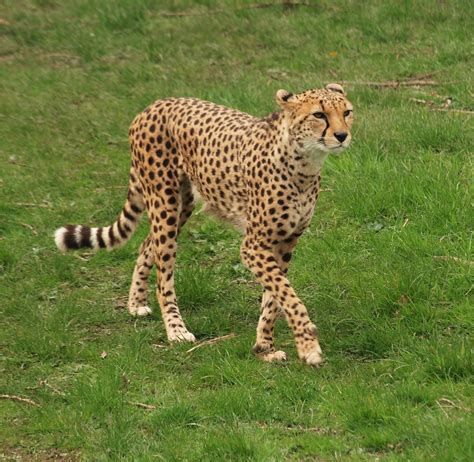 Cheetah Chester Zoo Olympus Digital Camera Flickr