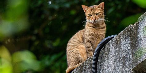 Protéger votre maison pour vos chats les meilleures façons de