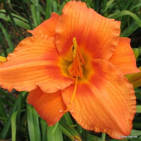 Indian Paintbrush Daylily Oakes Daylilies