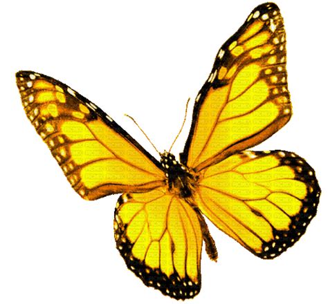 Animated Butterfly Yellow By Kittykatluv65 Animated Butterfly