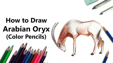 How To Draw A Arabian Oryx With Color Pencils Time Lapse Youtube