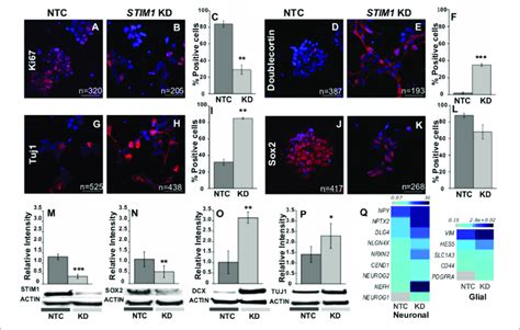 STIM1 Knockdown In NPCs Promotes Early Neural Differentiation