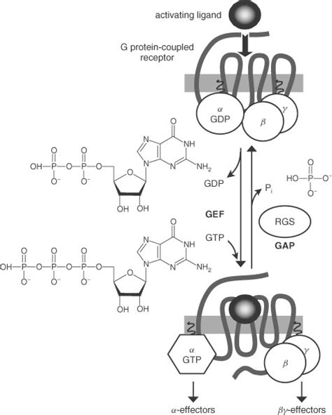 Cycle Of Guanine Nucleotide Exchange And Gtp Hydrolysis By