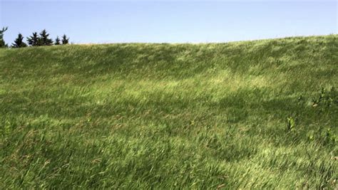 Tall Grass Blowing In The Wind Stock Footage Video 8973958 Shutterstock