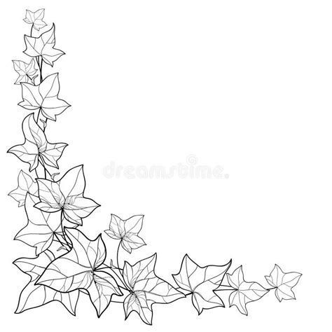 Ivy Border Drawing