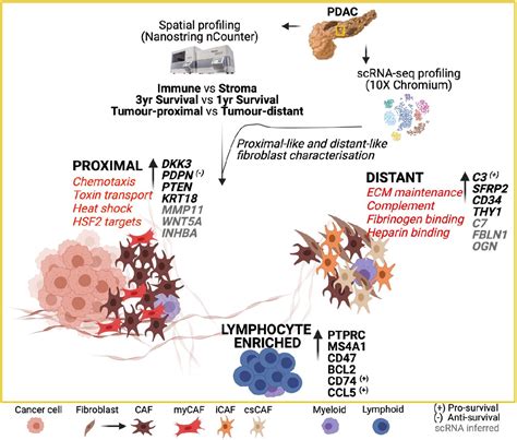 Spatial Determination And Prognostic Impact Of The Fibroblast