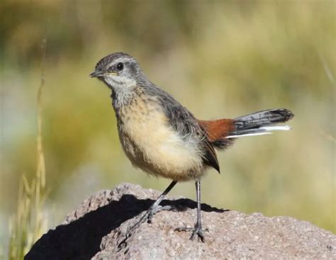 Drakensberg Rockjumper Facts Diet Habitat And Pictures On Animaliabio