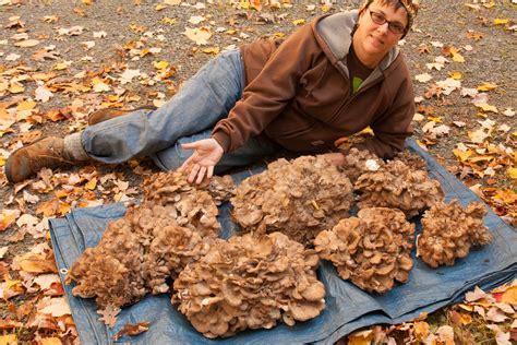 Hen Of The Woods Wild Mushroom Recipes Dandk Organizer