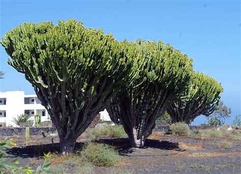 Arbusto Penas Euphorbia Foto Gratuita No Pixabay Pixabay