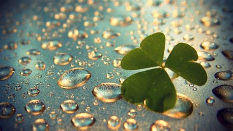 🔥 Free Download Wallpaper Macro Drop Clover Shamrock by @msmith14 ...