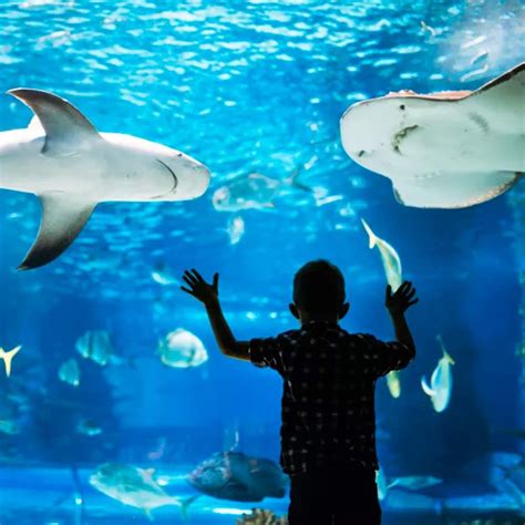 1 Ingresso giornaliero a Gardaland Park e SEA LIFE Aquarium validità