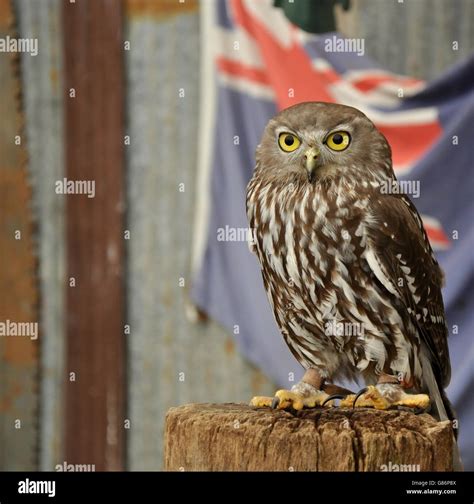 Brown And White Small Burrowing Owl With Bright Yellow Eyes Standing On