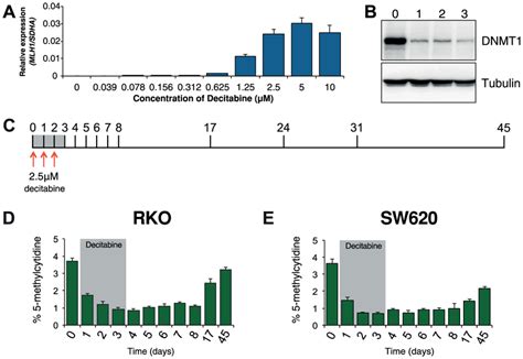 Optimization Of Decitabine Treatment A Qrtpcr Results Showing Mlh