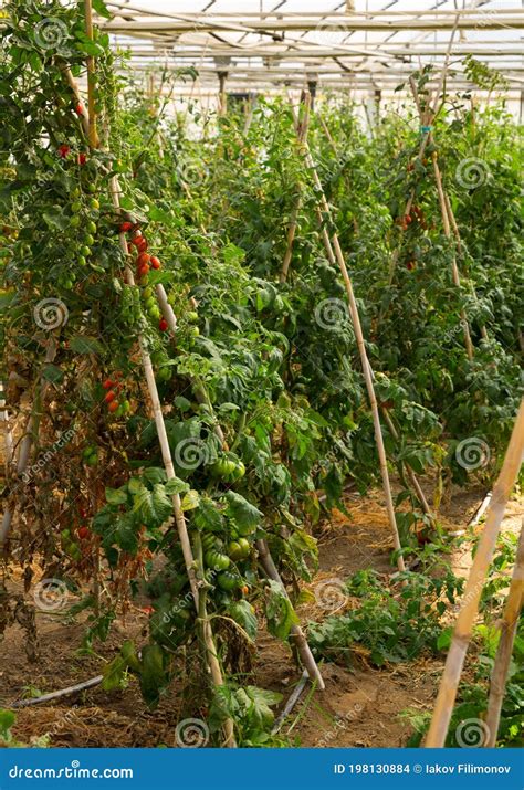 Pl Ntulas E Tomate Que Crescem Em Galho Em Estufa Foto De Stock