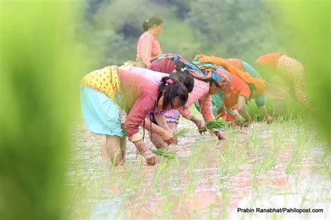 कृषि क्षेत्रको गार्हस्थ उत्पादनमा धानको योगदान १५ रोपाइँ महोत्सव गरी