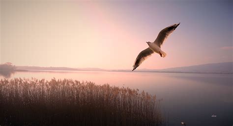 Bird Flying In Sky Over Body Of Water Bird Nature Flying Sky