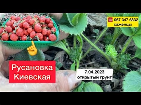 Удобрение для клубники весной//Клубника ранний сорт Русановка Киевская ...