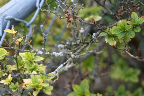 How To Get Rid Of Fungus On Azaleas My Heart Lives Here