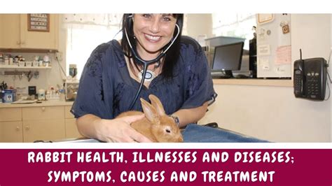 Rabbit Health Illnesses And Diseases Symptoms Causes And Treatment