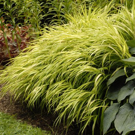 All Gold Japanese Hakone Grass Hakonechloa Macra Proven Winners