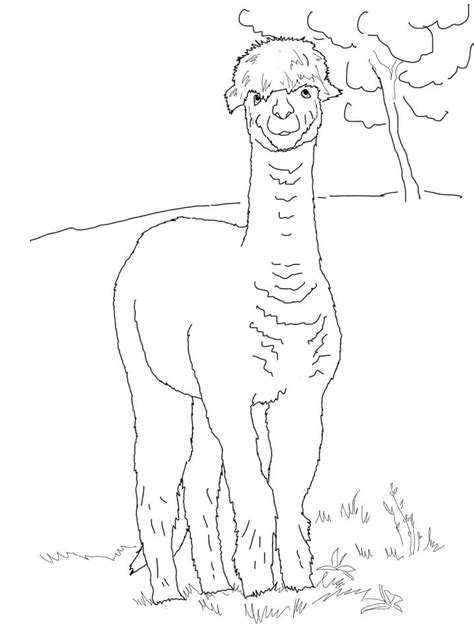 Alpaca Alpaka Colorare Ausmalbilder Kolorowanki Alpaga Coloriage