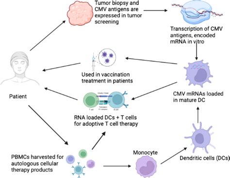 Frontiers Human Cytomegalovirus In Cancer The Mechanism Of HCMV