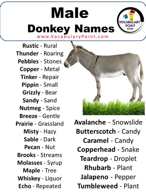 460+ Best Donkey Names (Unique,Funny,Male & Female) - Vocabulary Point