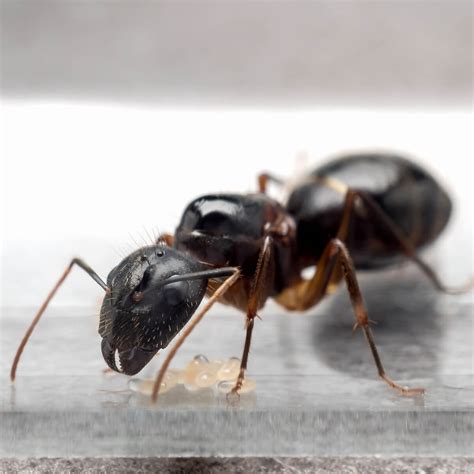 Little Black Ant Queen