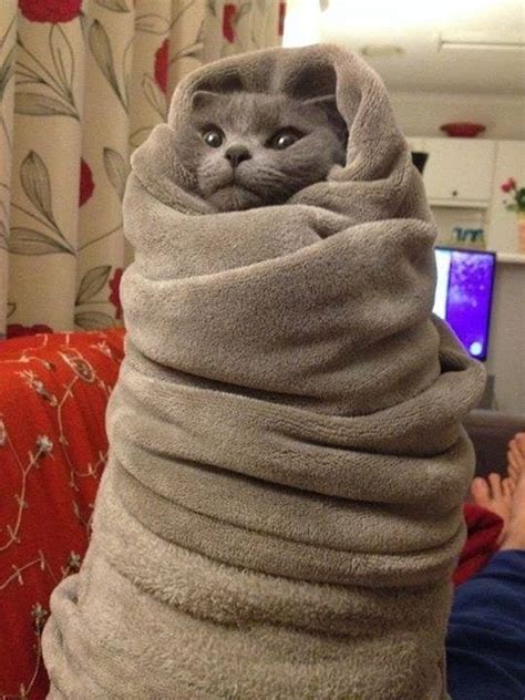 16 Adorable Cats Who Will Make You Feel All Cozy Inside