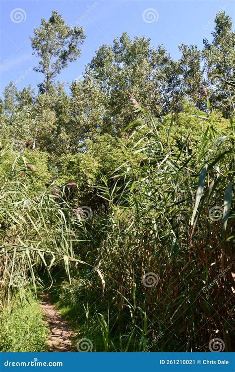 Dense Vegetation Along Hiking Trail at Presqu Ile Stock Image - Image ...