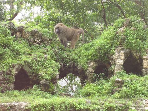 The Circus "NO SPIN ZONE": Surabaya Zoo--2011