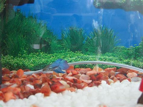 Photo #2 - My Blueish Green Male Betta(fighter Fish)