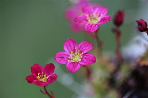 Bunga Bunga Merah Jambu Kelopak Foto Gratis Di Pixabay Pixabay