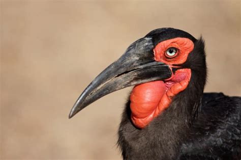 Southern Ground Hornbill Facts - Lifespan, Habitat & Diet