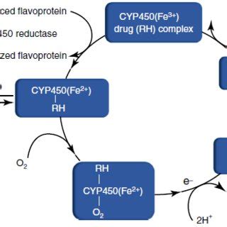 Factors Regulating Cytochrome P450 CYP450 Enzymes In The Brain Brain