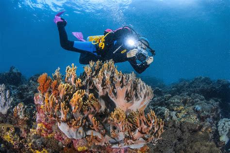 Komodo Island Diving