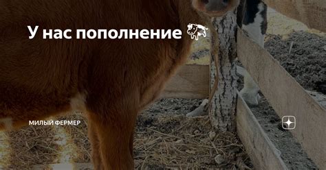 У нас пополнение 🐄 | Милый фермер | Дзен