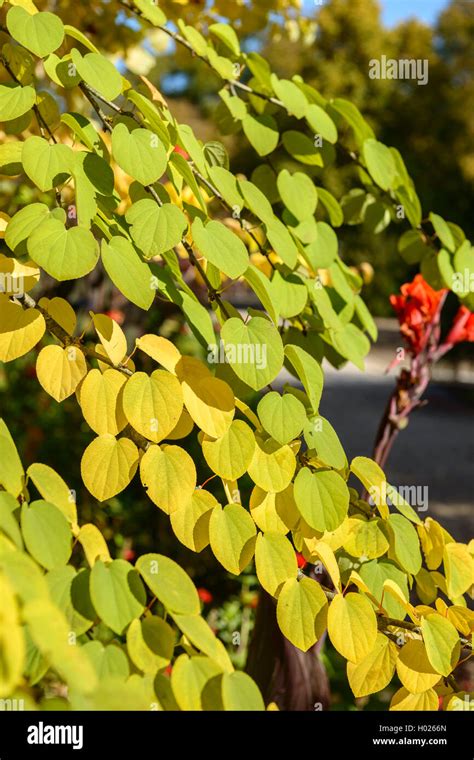 Katsura Tree Cercidiphyllum Japonicum Branch In Autumn Stock Photo