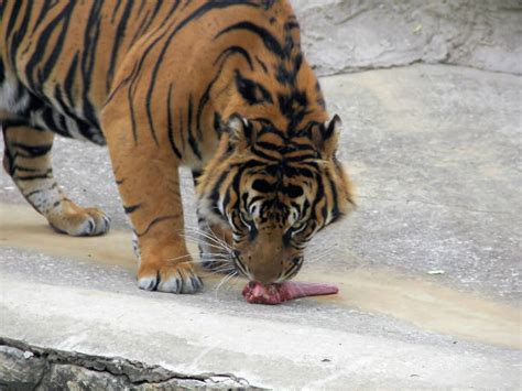 Best Tiger Eating Stock Photos, Pictures & Royalty-Free Images - iStock