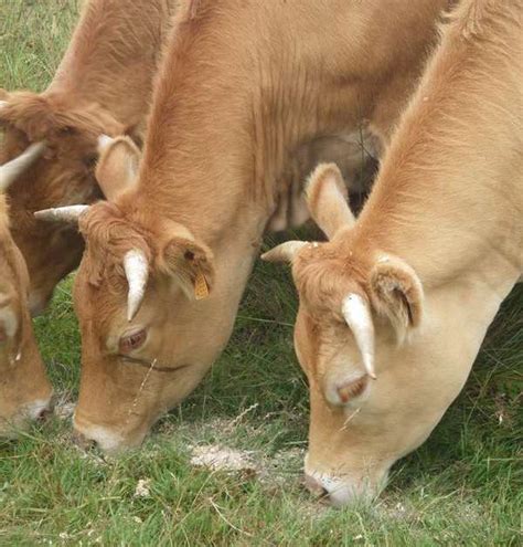 La Ferme Du Dr Lif Montoir De Bretagne Saint Nazaire Einfach