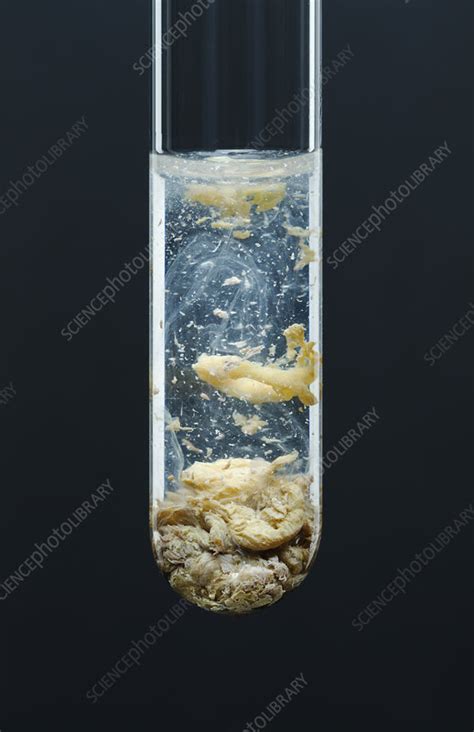 Silver phosphate precipitate, 2 of 3 - Stock Image - C030/7604 ...