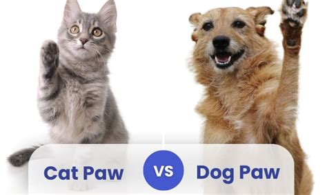 Cat Paw vs Dog Paw: Similarities and Differences