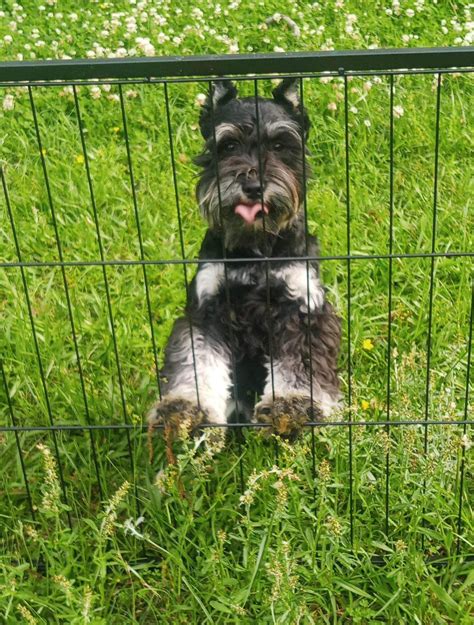 Northeast Texas Miniature Schnauzers Labrador Retriever Puppies For